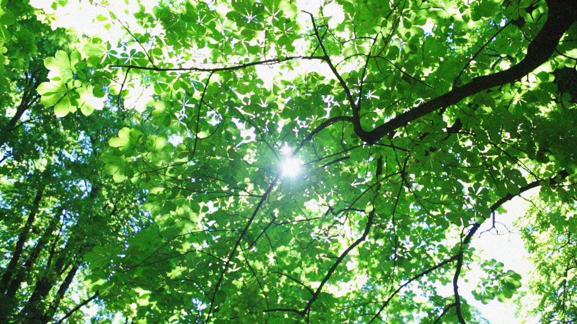 ENERGIA VERDE /